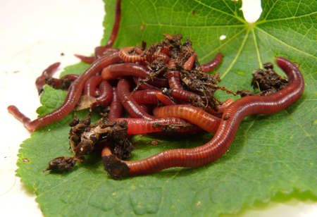 red worms