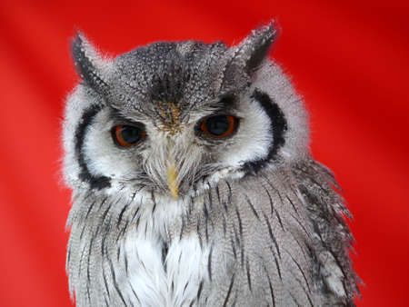 small owlの写真素材