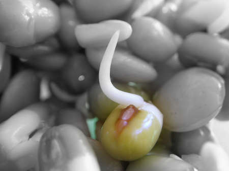 healthy vegetableの写真素材