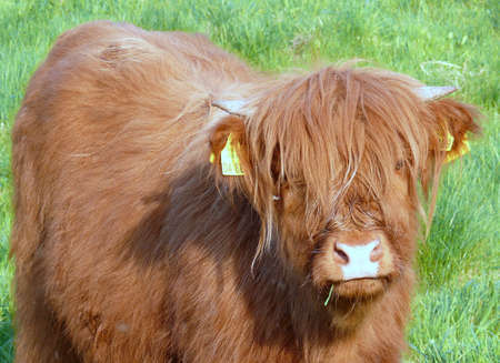 Highland cattle