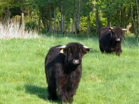 Galloway cattleの写真素材