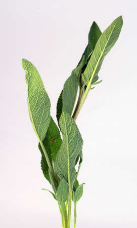 garden herbs