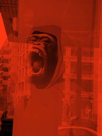 town monkeyの写真素材