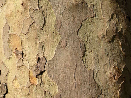 nature backgroundの写真素材