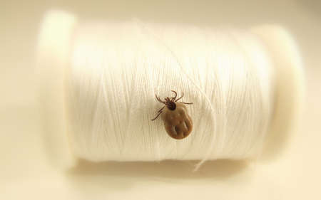 tick