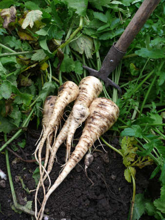 aufgegrabenの写真素材