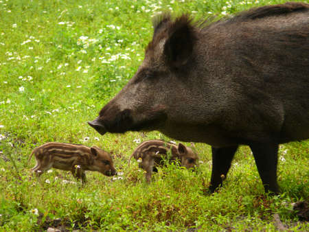 wild boars  	 の写真素材