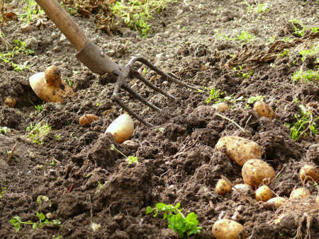 harvestingの写真素材