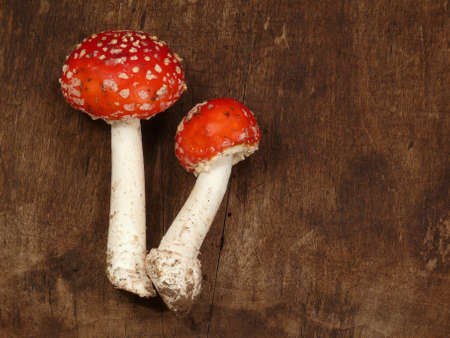 Fly mushroomsの写真素材