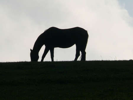 Silhouetteの写真素材