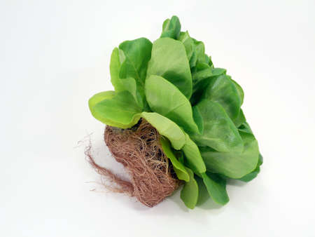 Healthy green salad