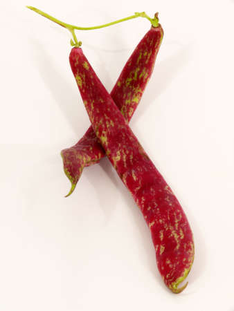  broad beansの写真素材