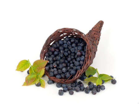 Blueberries in the horn of plenty