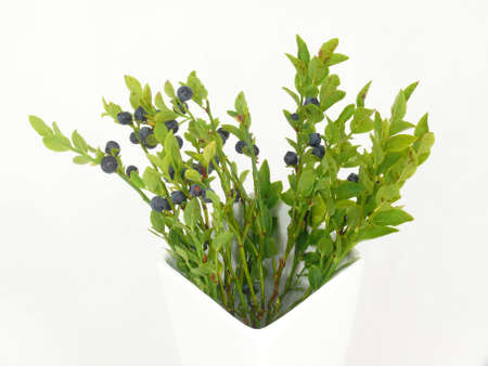 blueberry branchesの写真素材