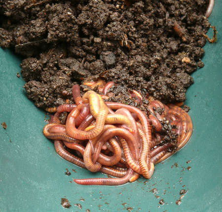 Earthworms