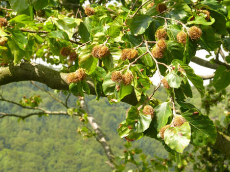 beechnuts