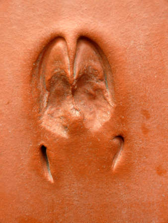 wild boar track