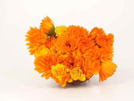 marigolds の写真素材