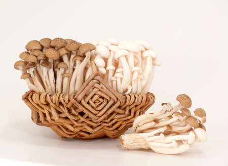 Shimeji-Mushroomsの写真素材