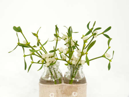 mistletoe
