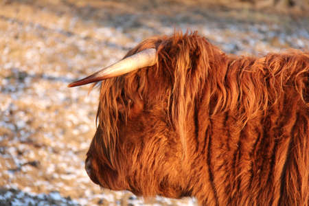 Highland cattle (Kyloe)