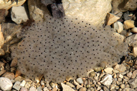 Spawn clumps of frog