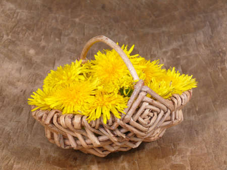 Dandelion flowers in a wicker basketの写真素材