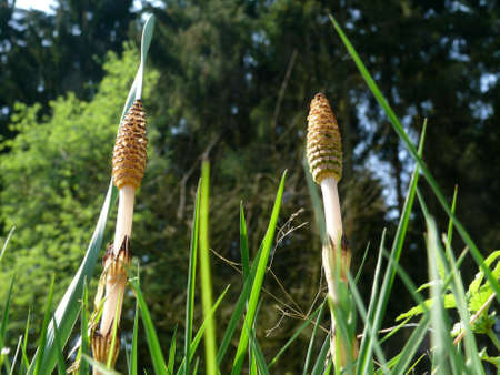 horsetailの写真素材