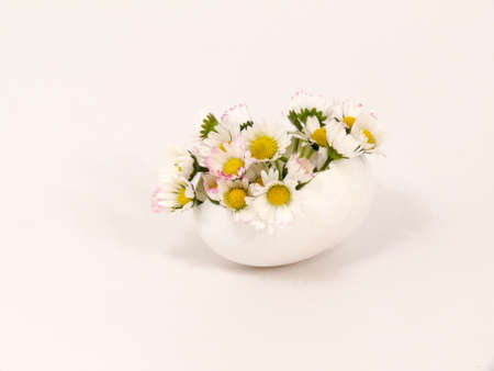 chamomile flower