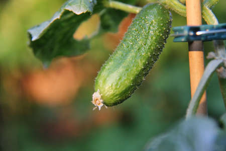 growing cucumberの写真素材