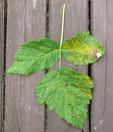raspberry rust