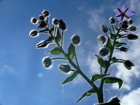 borage flowers