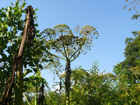 giant Hercules herbの写真素材