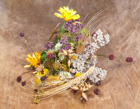 Herb bushesの写真素材