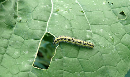  cabbage white ling