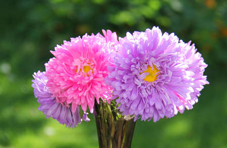 Asters autumn