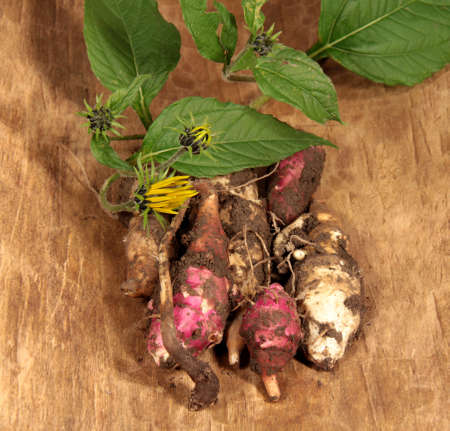 Jerusalem artichokeの写真素材