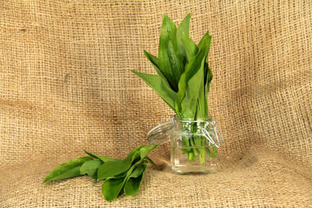 wild garlic