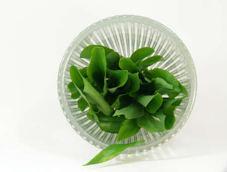 wild garlic