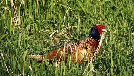 pheasant cock