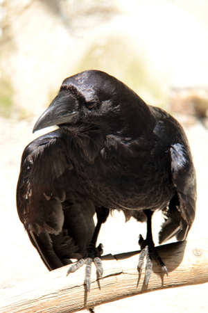 the ravenの写真素材