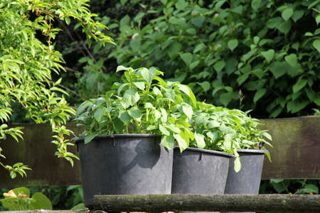 potato bucketの写真素材