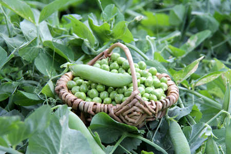 garden peasの写真素材