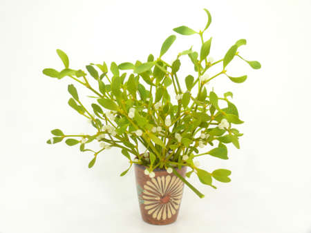 Mistletoeの写真素材