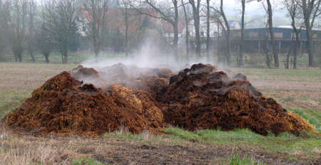 Piles of dungの写真素材