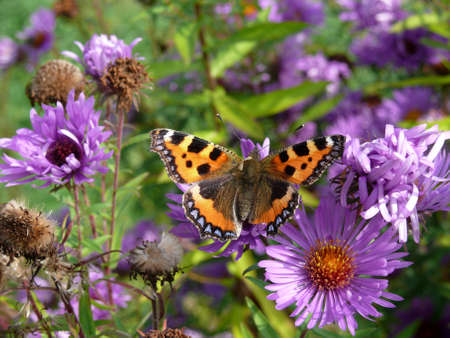 small foxの写真素材