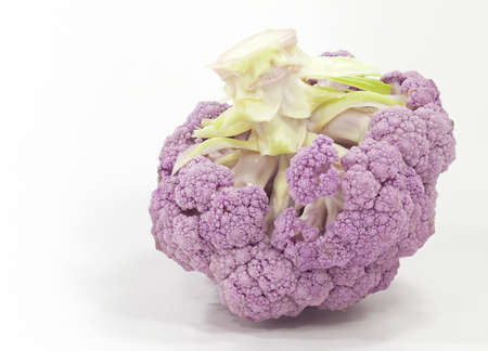 lilac cabbageの写真素材