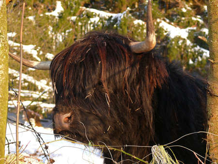 Scottish Highland cattleの写真素材