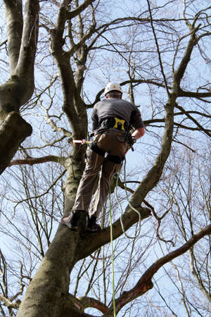 arborist
