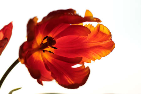 abstract tulipの写真素材